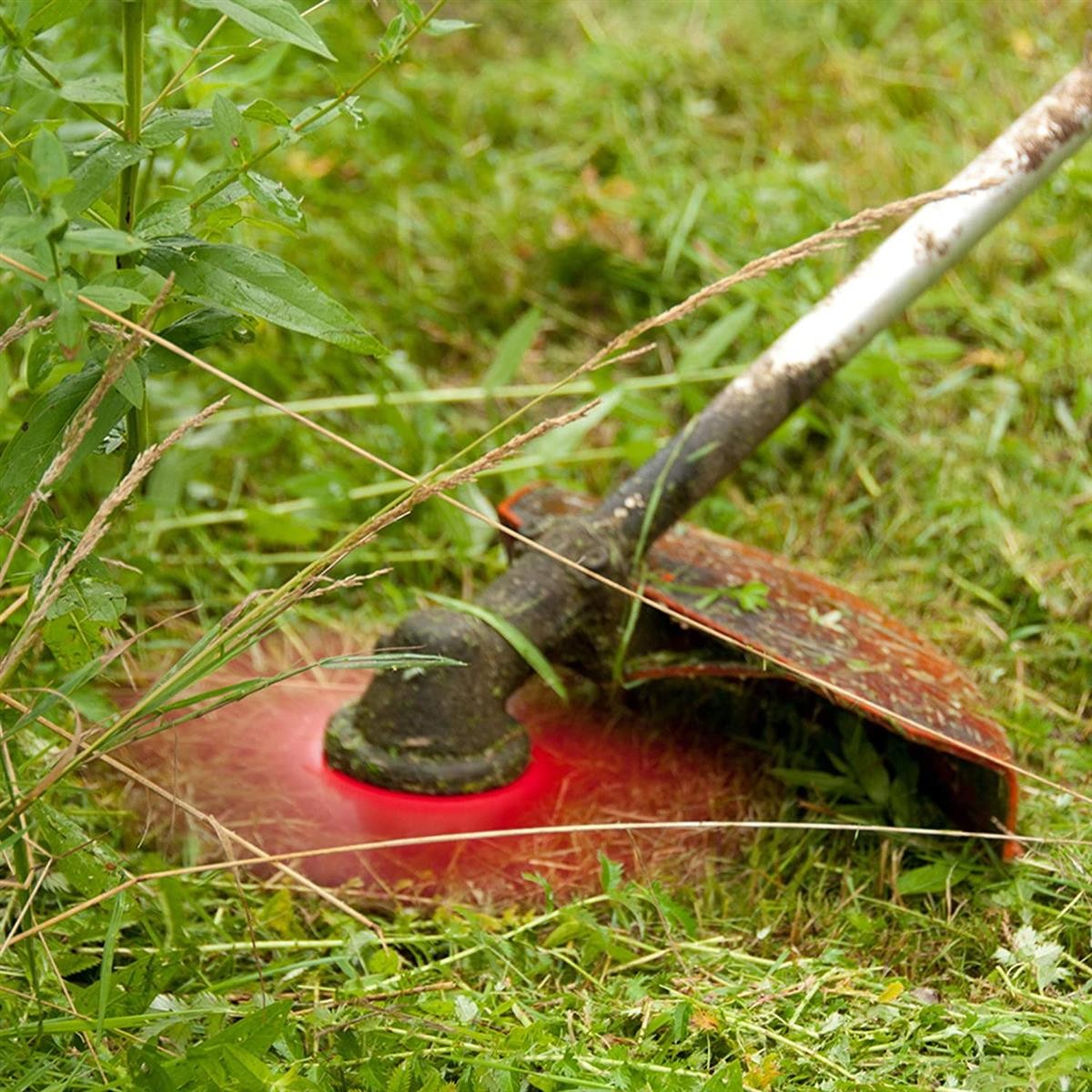 Bosmaaierzaagblad 4 tand - Afbeelding 4